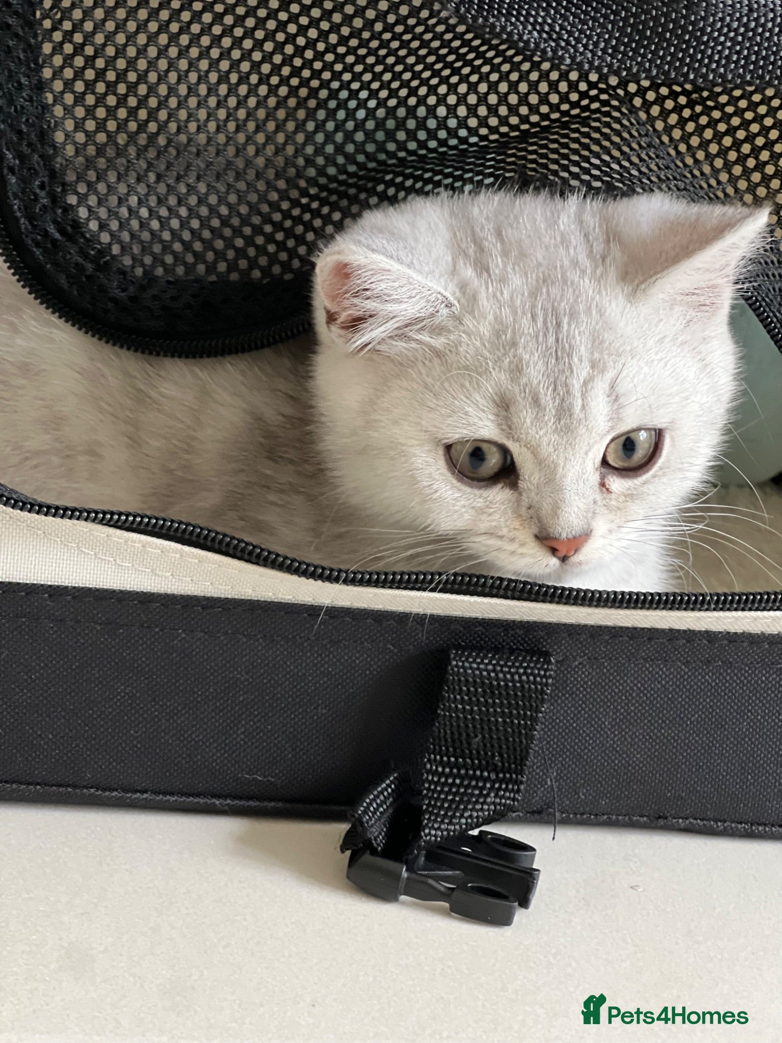 British Shorthair cats Male British short hair kitten - Advert 2