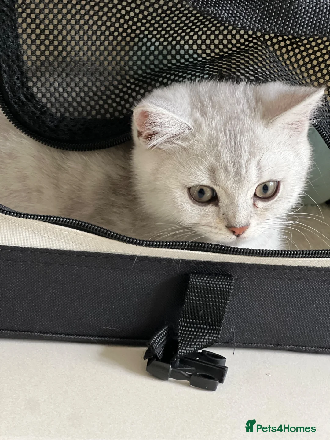 British Shorthair cats for sale: Male British short hair kitten - Advert 2