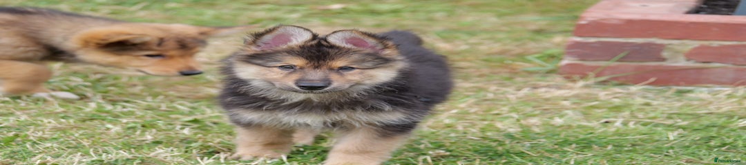Shollie Mixed - Shadow
