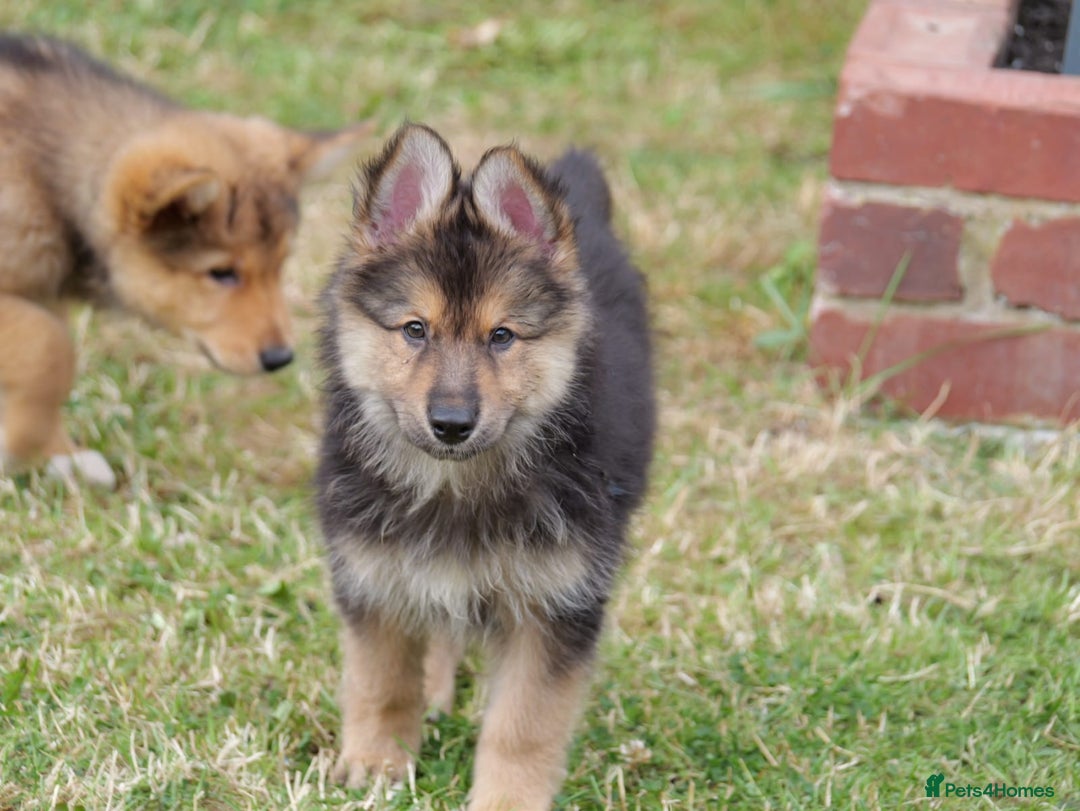 Mixed Breed dogs for sale: Shollies  in Rochdale - Image 3