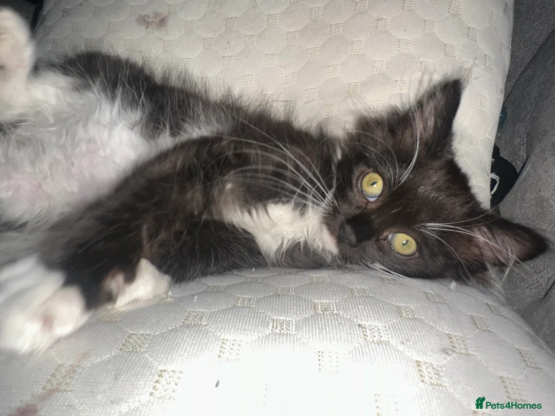 Ragdoll cats for sale: Ragdoll cross Bengal  - Advert 2