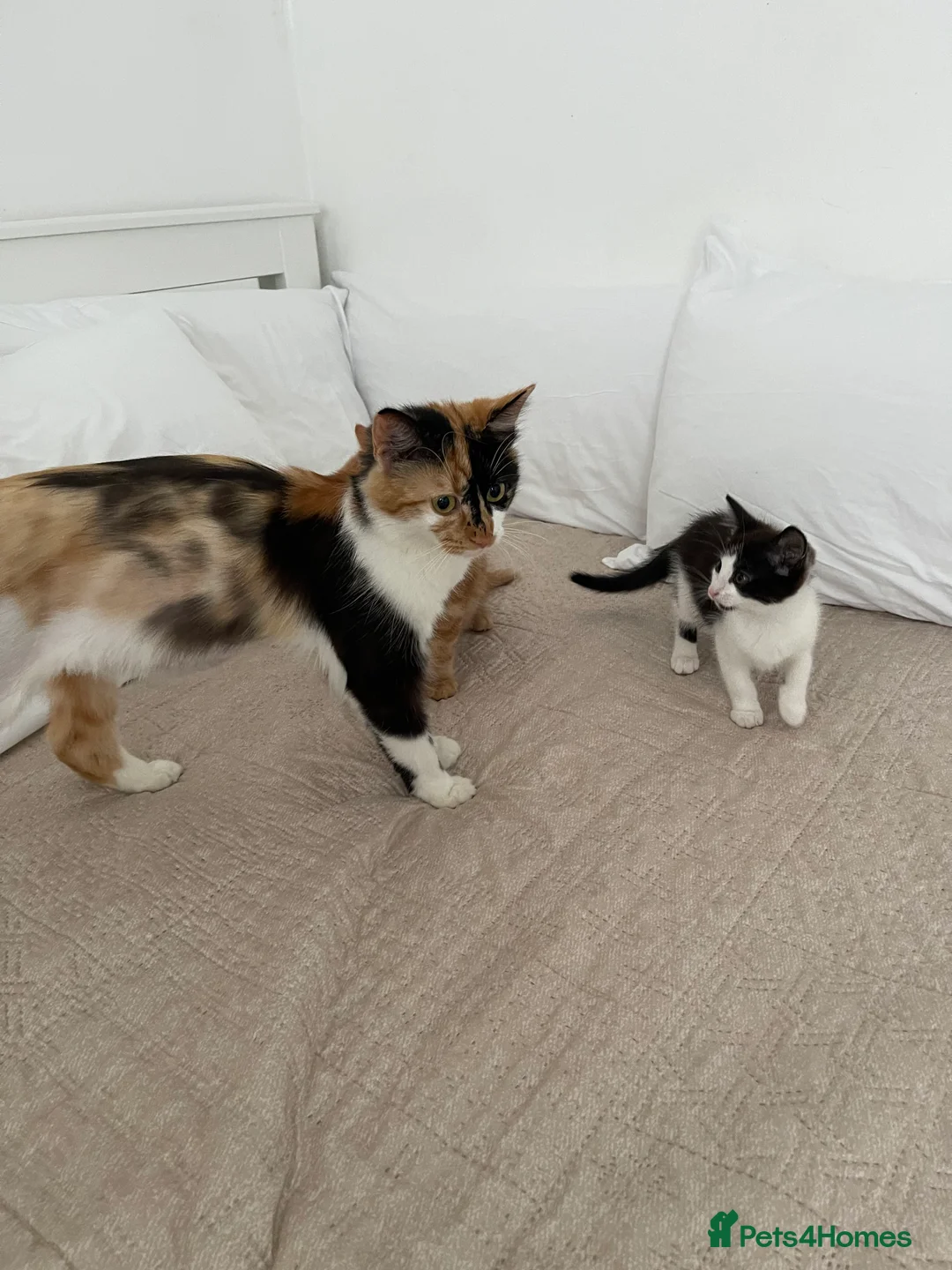 Mixed Breed cats for sale: 3 baby ready to go  - Advert 12