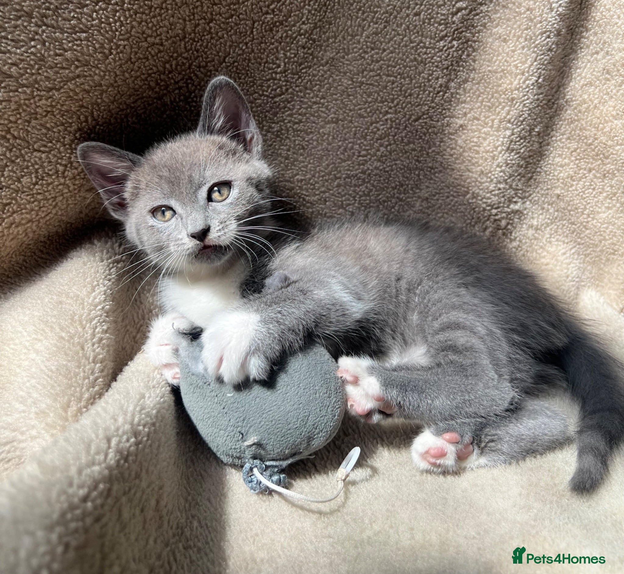 Mixed Breed cats Mixed breed Russian blue kitten - Advert 3