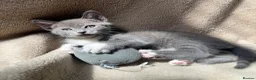 Mixed Breed cats for sale: Mixed breed Russian blue kitten - Advert 1