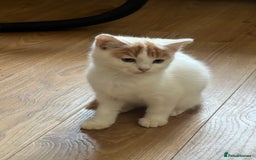 British Shorthair cats for sale: Beautiful British shorthair kittens  - Advert 12