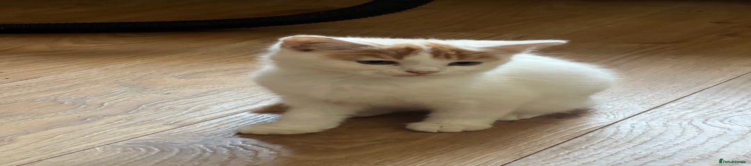 British Shorthair Kitten 3