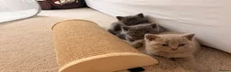British Shorthair cats for sale: British Shorthair Kittens – Blue & Lilac 🐾 - Advert 7
