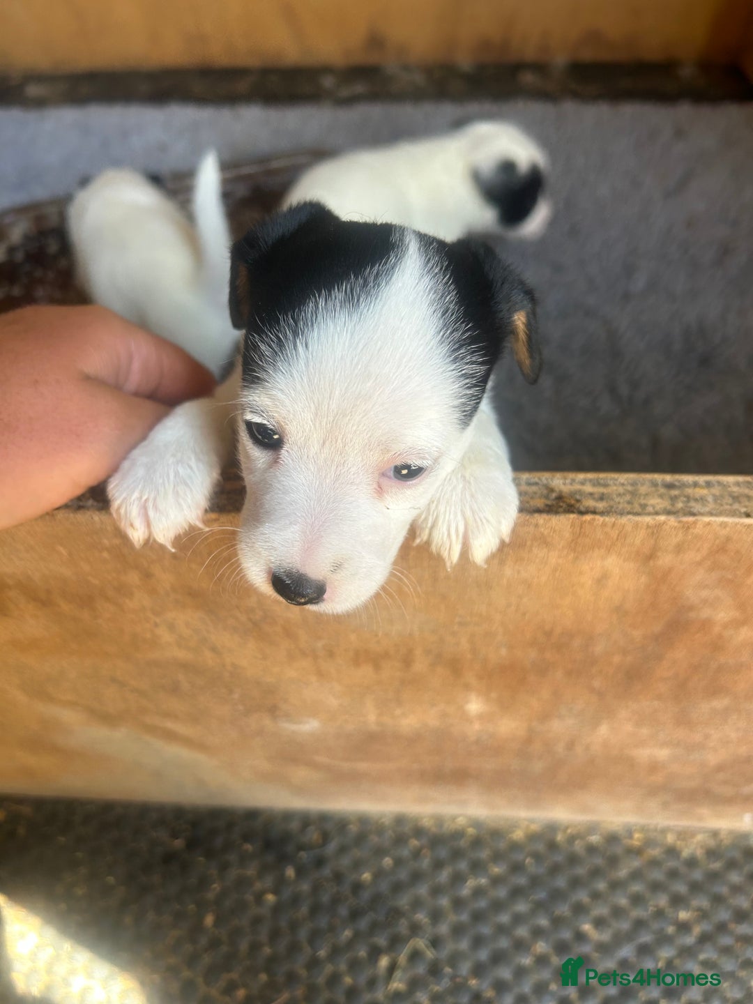 Mixed Breed dogs for sale: Gorgeous ParsonsXJack Russel puppies  - Image 6