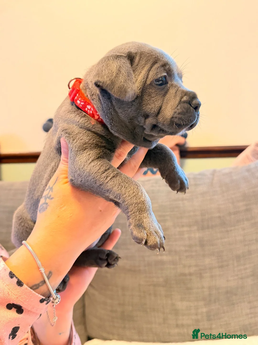 Staffordshire Bull Terrier dogs for sale: Kc health clear - Advert 2