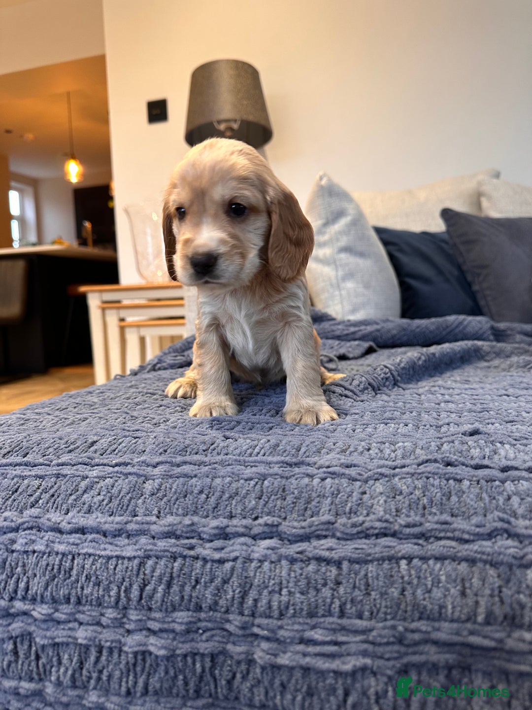 Cocker Spaniel dogs for sale: Stunning Working X Show Puppies. The Perfect Mix - Advert 8