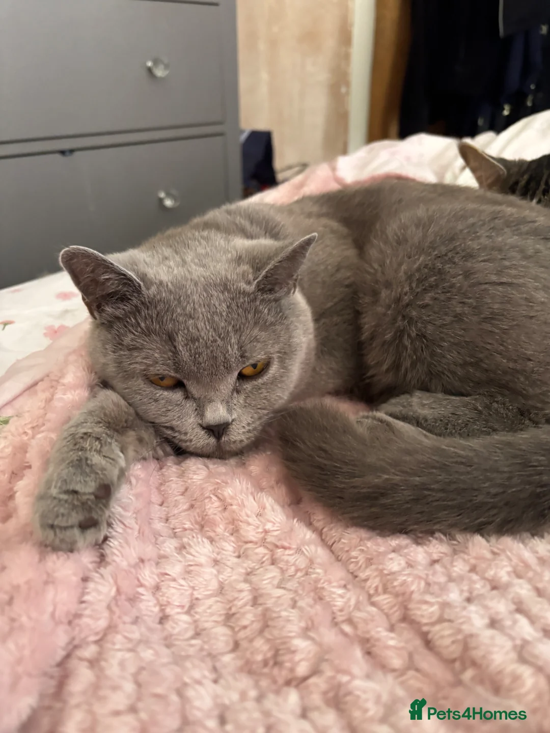 British Shorthair cats for sale: Beautiful British blue Boy - Advert 5