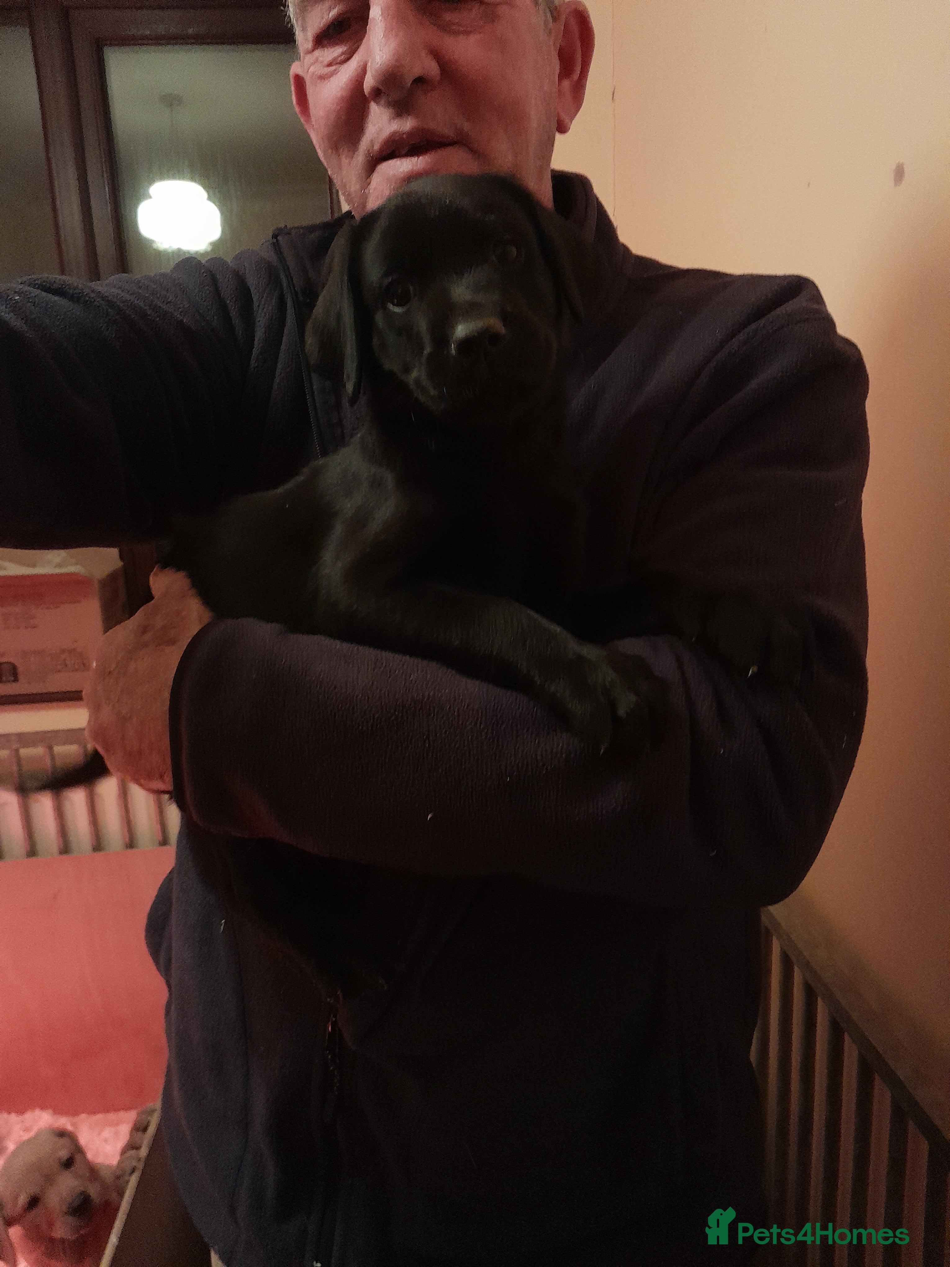 Labrador Retriever dogs Labrador fox Red and black puppies kc registered  - Advert 2