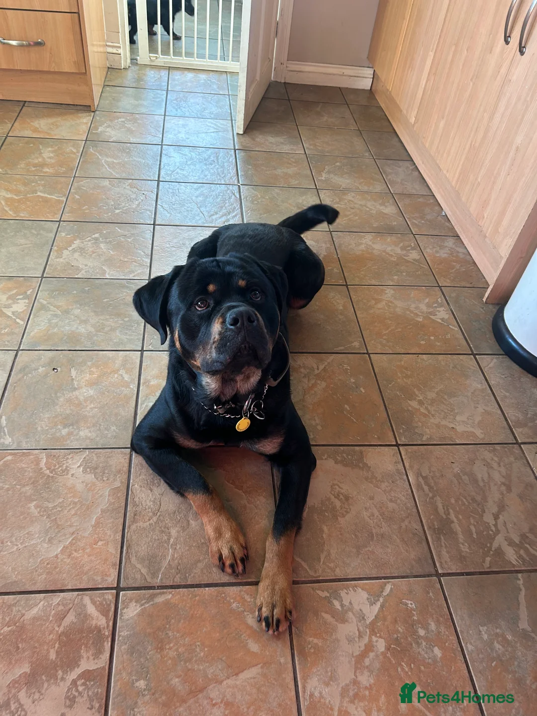 Rottweiler dogs for stud: Rottweiler for stud in Abergavenny - Advert 2