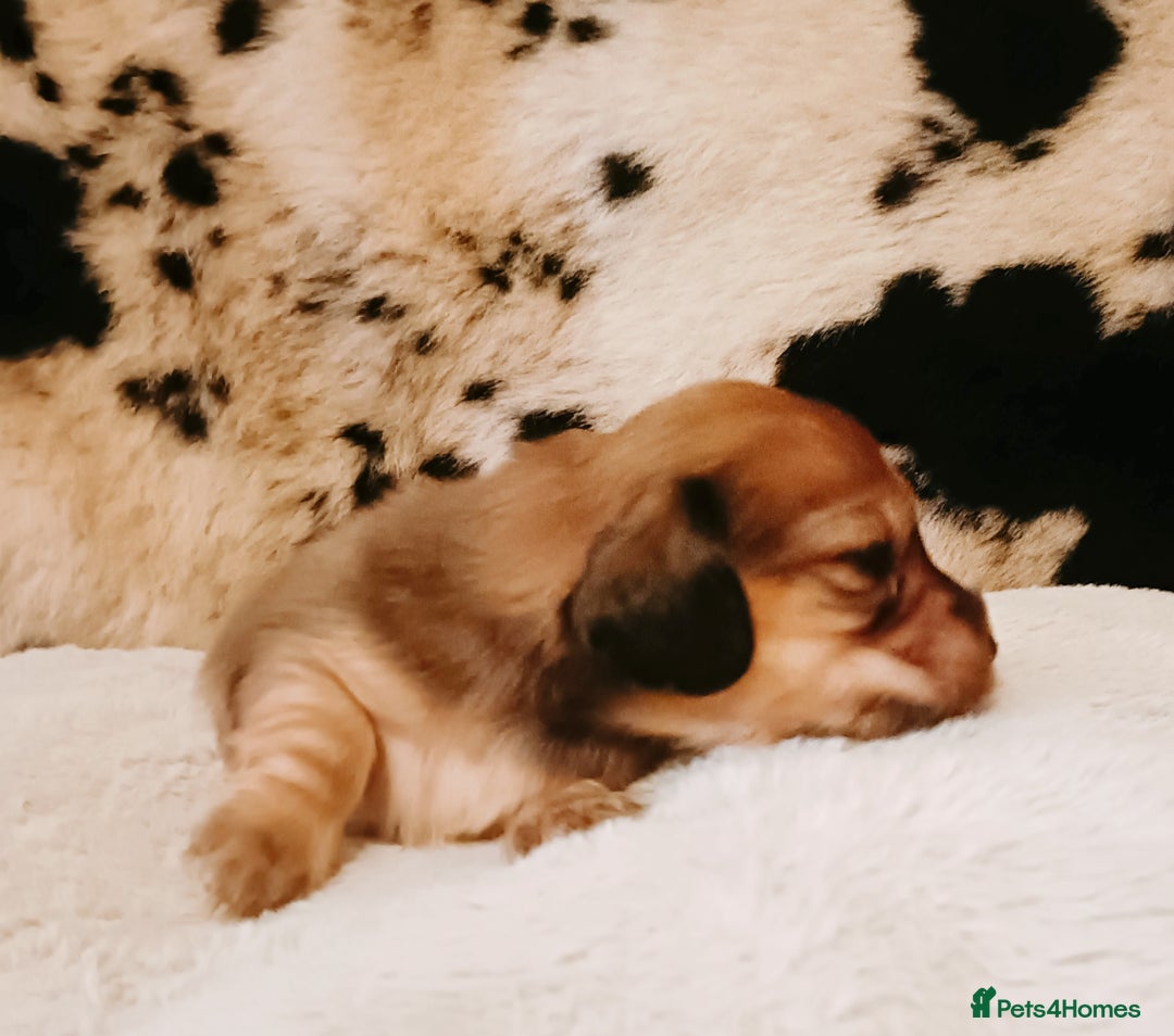 Miniature Dachshund dogs for sale: Remarkable mini Longcoat dachshund ETHICAL BREEDER - Advert 6