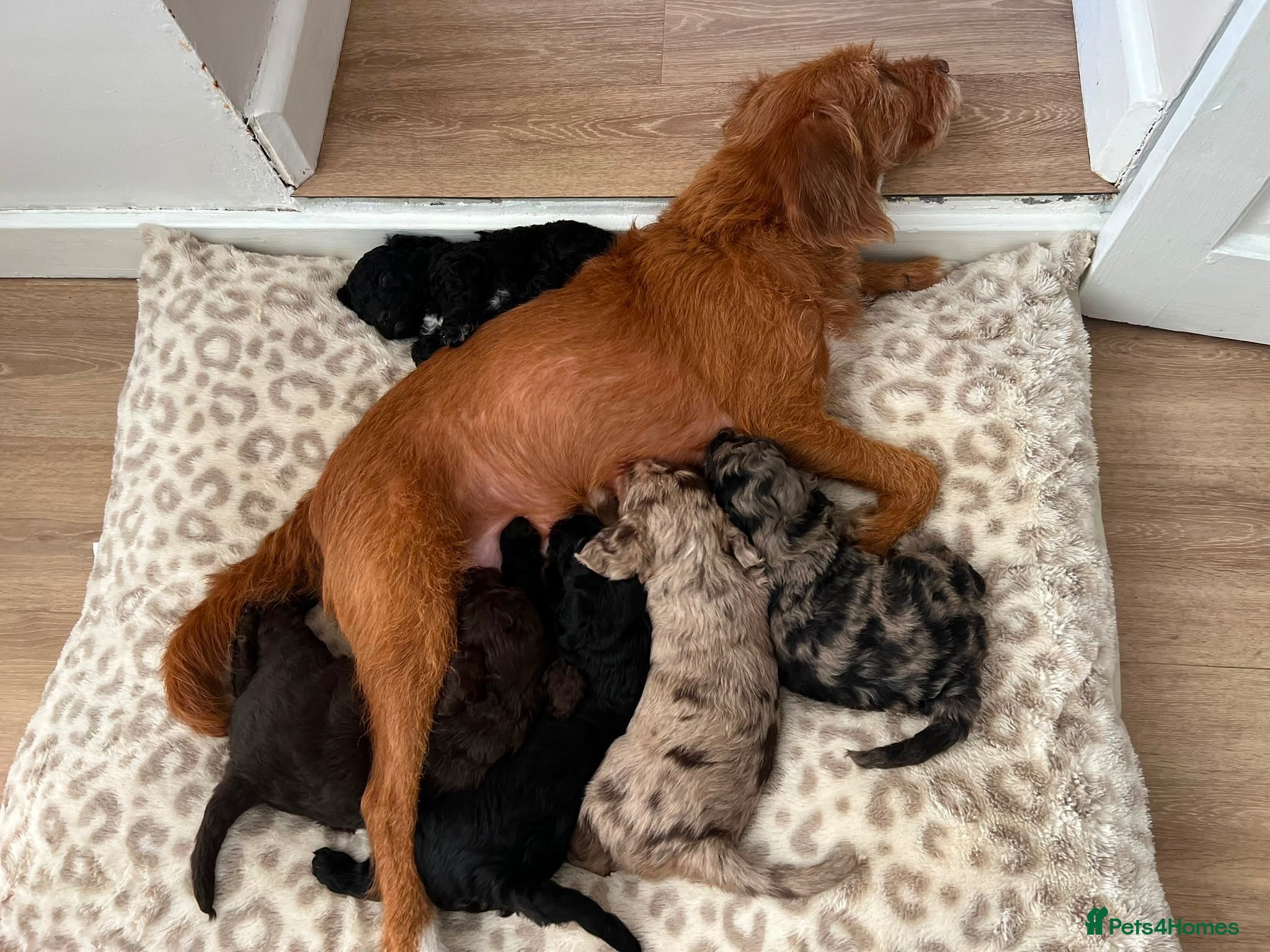 Mixed Breed dogs f1b beaglepoos - Advert 9