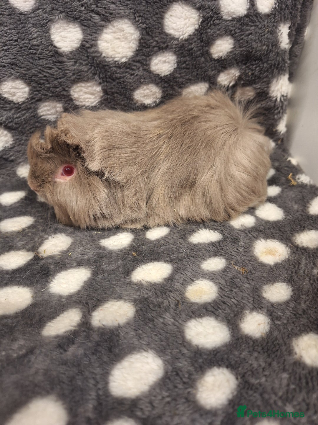 Guinea Pig rodents for sale: Baby male peruvian guinea pigs  - Advert 9