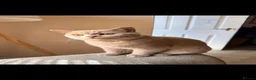 British Shorthair cats for sale: Make lilac British short hair  - Advert 5