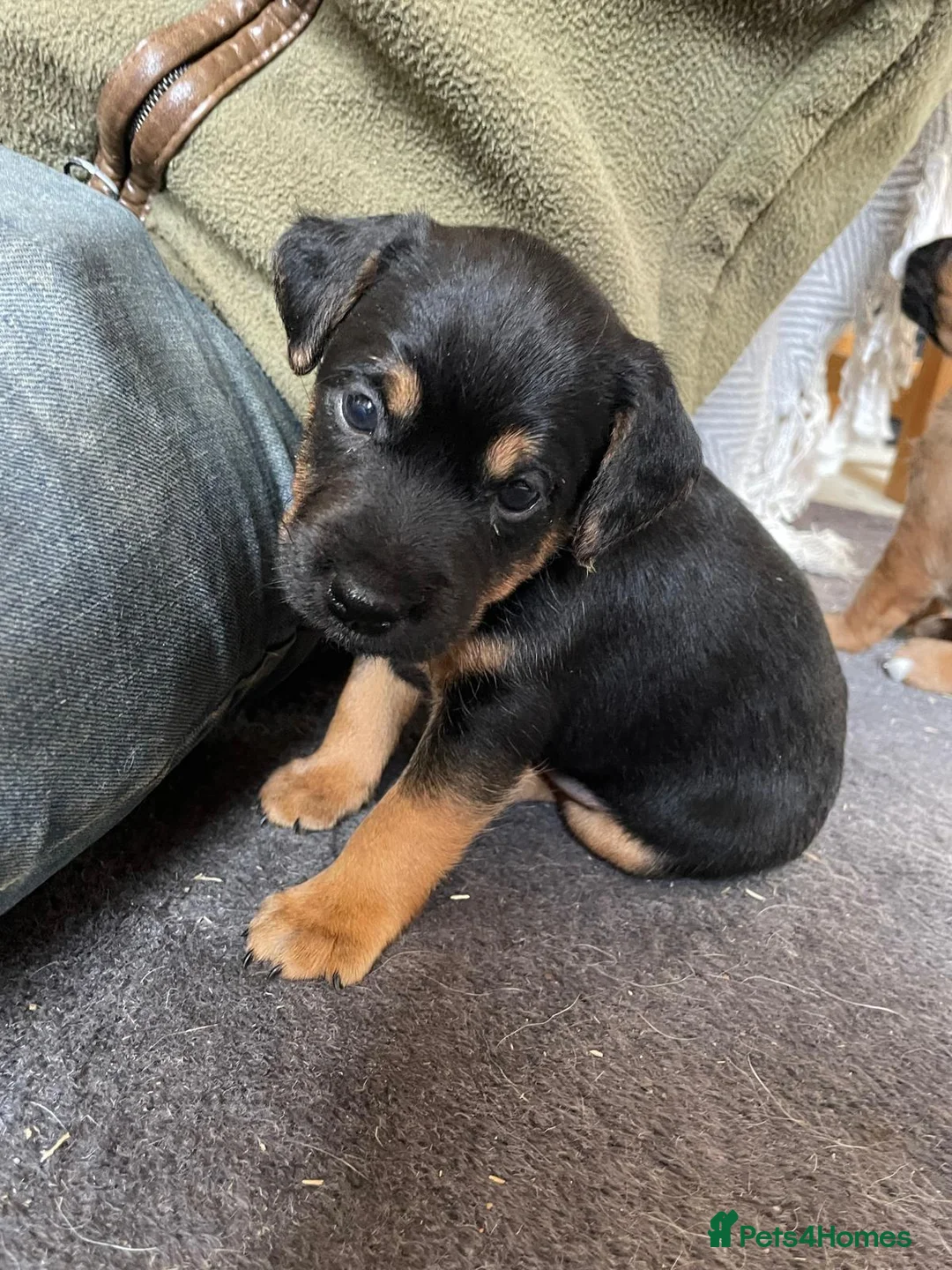 Mixed Breed dogs for sale: Strong terriers - Advert 6