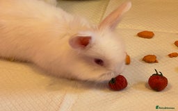 Angora rabbits for sale: English full faced Angora babies  - Image 9