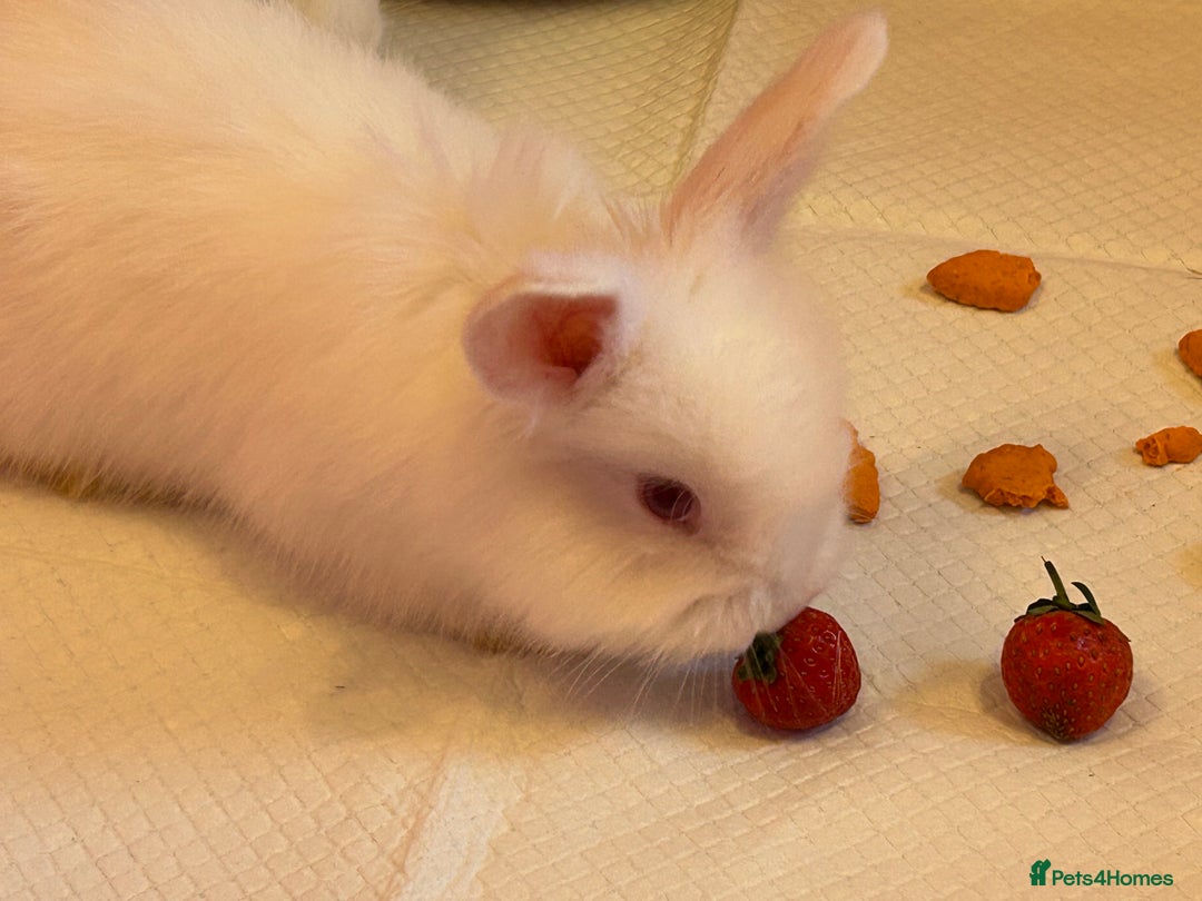 Angora rabbits for sale: English full faced Angora babies  - Image 9