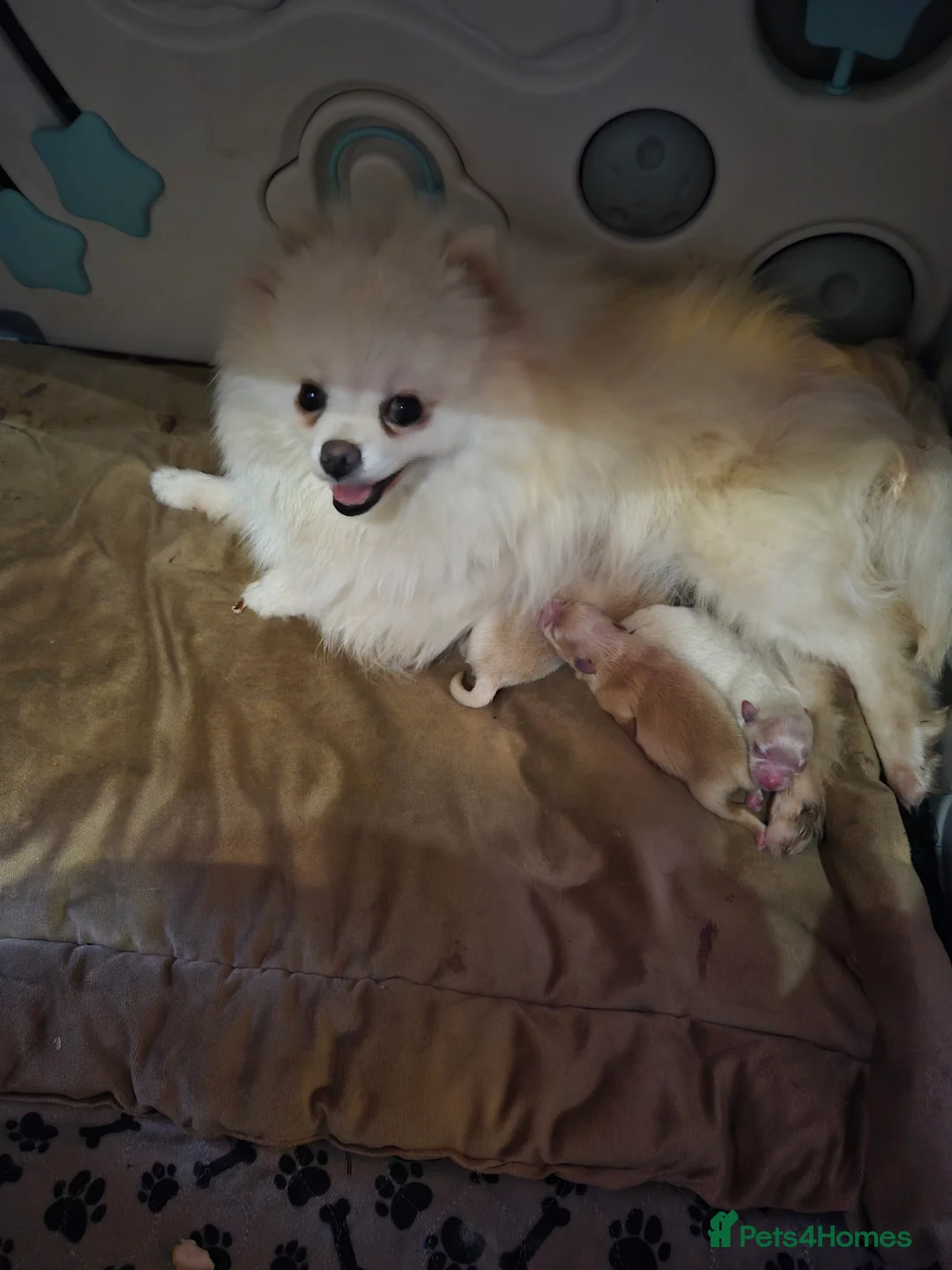 Pomeranian dogs for sale: 💝High Quality Korea/ Russia Babies💝 - Advert 33