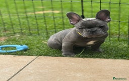 French Bulldog dogs for sale: 2 left Ready for FOREVER Home🏡French Bulldog 🐶🐾 in Preston - Image 7