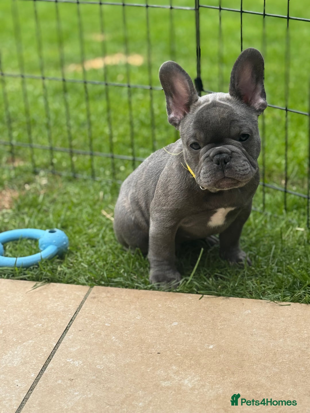 French Bulldog dogs for sale: 2 left Ready for FOREVER Home🏡French Bulldog 🐶🐾 in Preston - Image 7