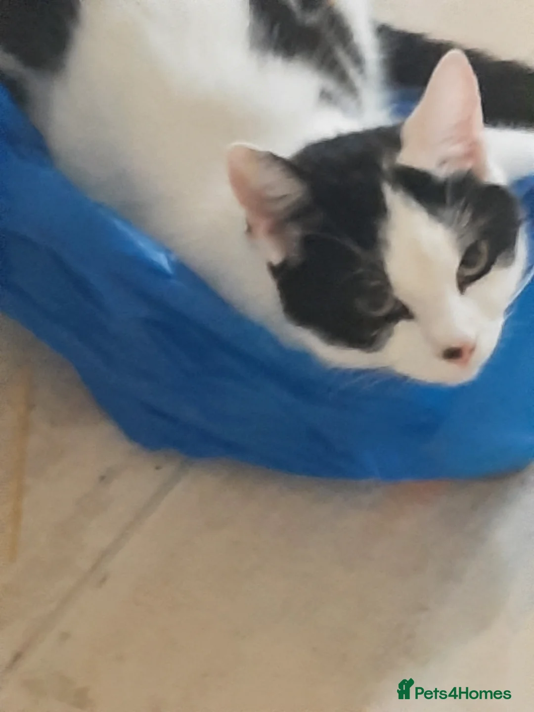 Mixed Breed cats for sale: Going for free because I'm immigrating  - Advert 5