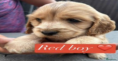 Cocker Spaniel dogs - Advert 5