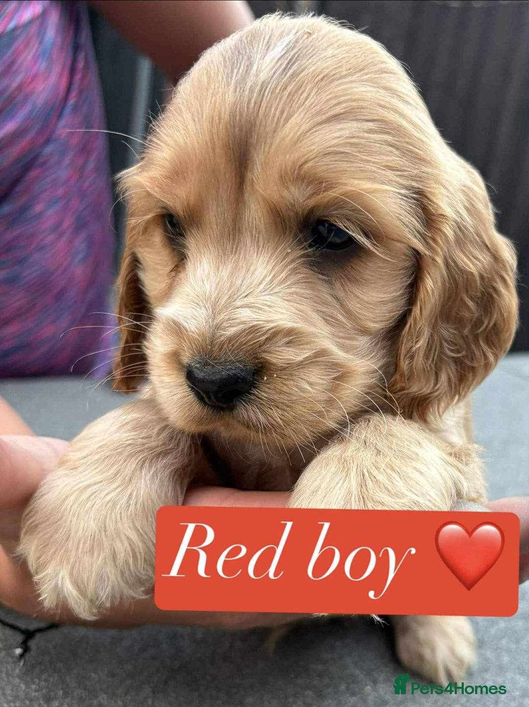 Cocker Spaniel dogs for sale: Show type cocker spaniel  - Image 2