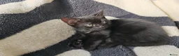 Mixed Breed cats for sale: Beautiful kittens looking for new home - Advert 21