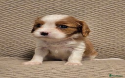 Cavalier King Charles Spaniel dogs for sale: Gorgeous KC Reg Cavalier Puppies  - Image 10