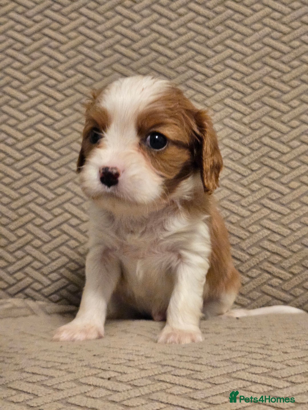 Cavalier King Charles Spaniel dogs for sale: Gorgeous KC Reg Cavalier Puppies  - Image 10