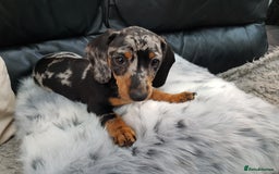Dachshund dogs for sale: Beautiful dapple boy for sale - Image 8