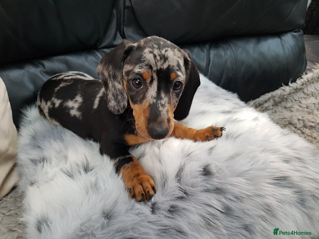 Dachshund dogs for sale: Beautiful dapple boy for sale - Image 8