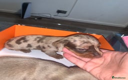 Miniature Dachshund dogs for sale: Kc miniature daschunds - Image 16