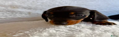 Miniature Dachshund Puppy 4