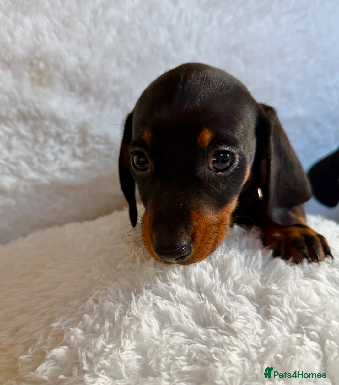 Miniature Dachshund dogs for sale: Beautiful Miniature Dachshund puppies for sale - Advert 14