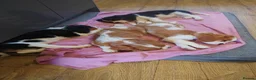 Cavalier King Charles Spaniel dogs for sale: Beautiful KC Reg Cavalier Puppies - Advert 7