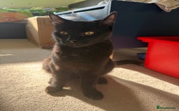 Mixed Breed cats for sale: Black mixed breed  in Bury - Image 1