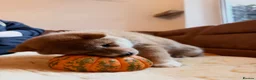 Japanese Shiba Inu dogs for sale: Kennel club registered Shiba Inu puppies  - Advert 13