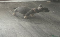 French Bulldog dogs for sale: French Bulldog Fur Babies  - Image 20
