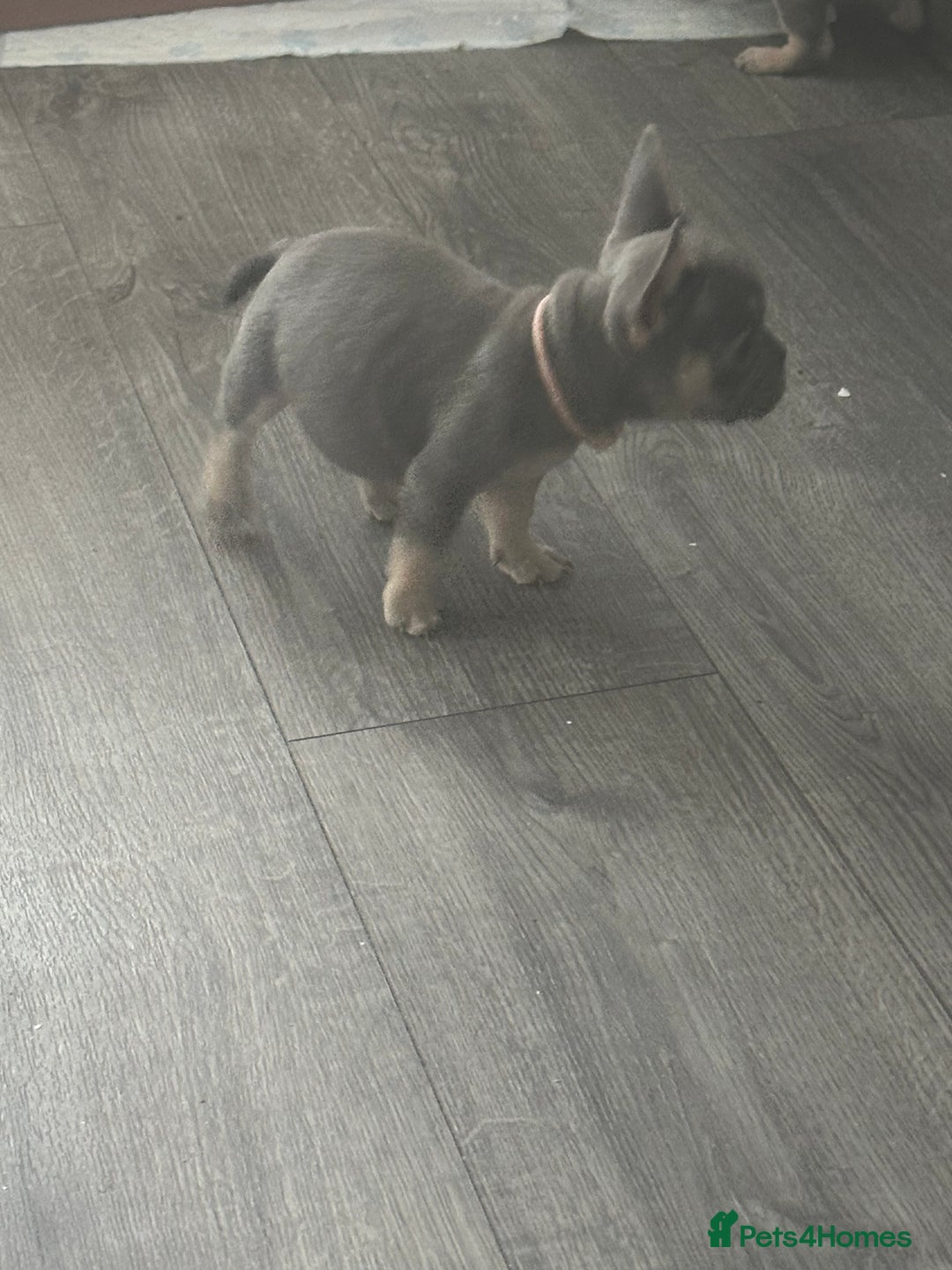 French Bulldog dogs for sale: French Bulldog Fur Babies  - Image 20