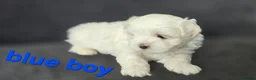 Maltese dogs for sale: ⭐️KC registered Maltese puppies⭐️ - Advert 24