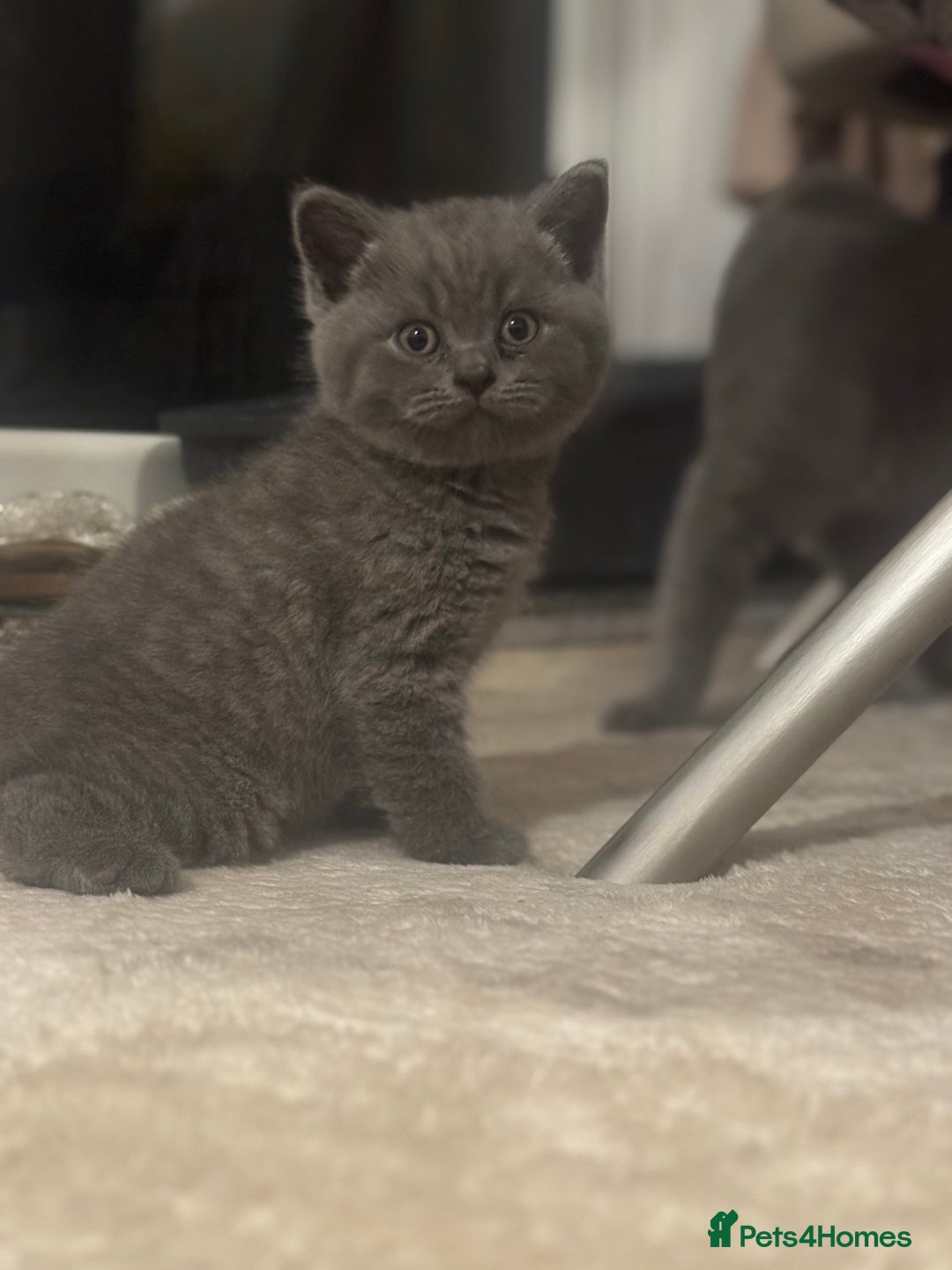 British Shorthair cats for sale: British short hair kittens - Advert 15