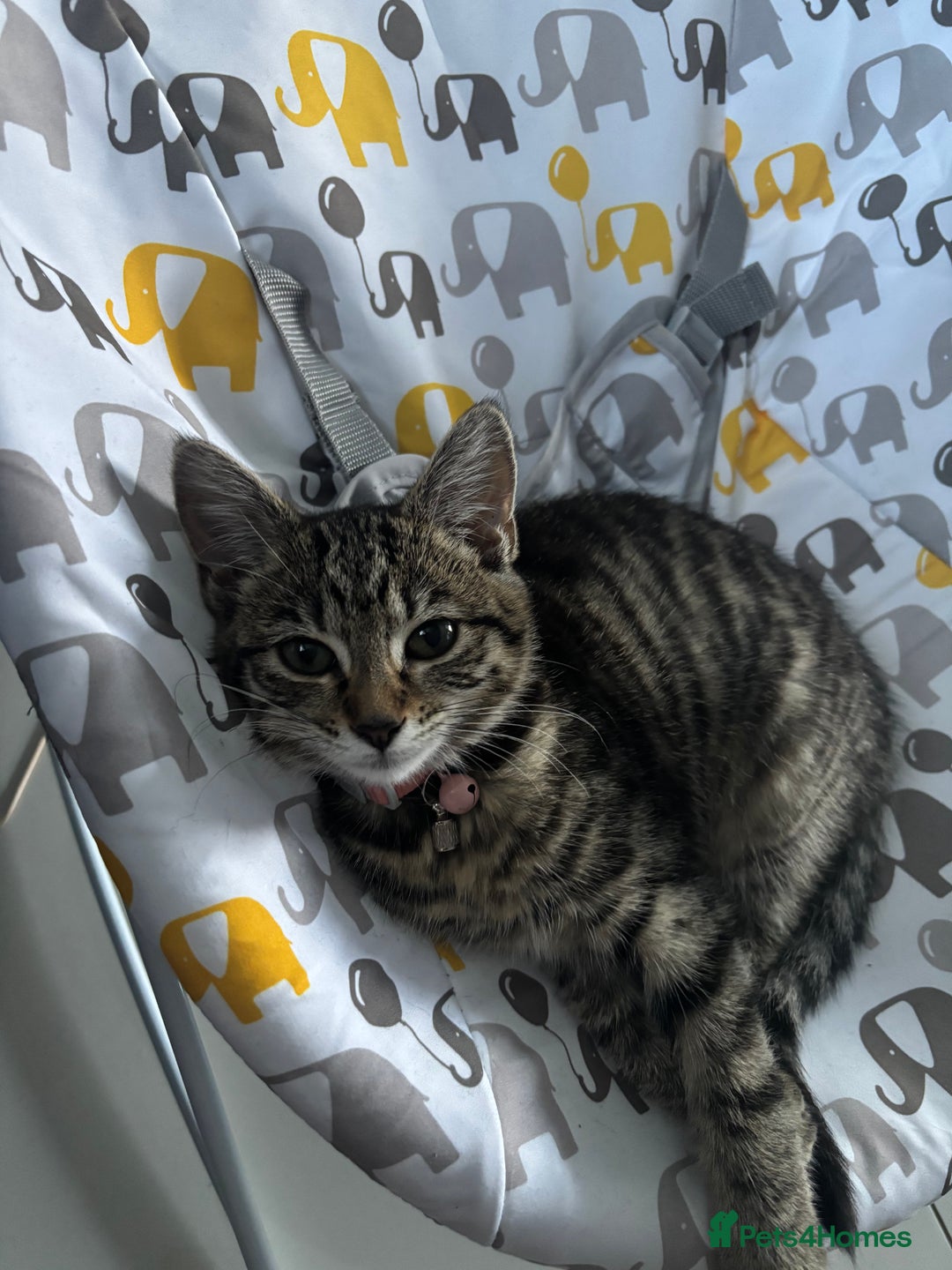 Mixed Breed cats for sale: Beautiful & Cuddly Tabby Kitten - Advert 3