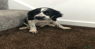 Sproodle dogs - Advert 12