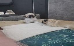 Mixed Breed dogs for sale: Little bundles of schweenie love!  - Image 22