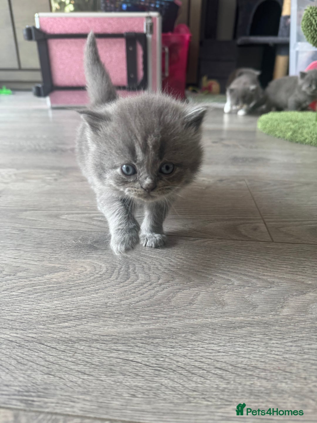 British Longhair cats for sale: Beautiful British long hair kittens  - Image 4