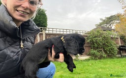 Cocker Spaniel dogs for sale:  4 Beautiful Cocker Spaniel Girls 🐶 - Image 11